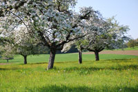 Wir pflegen einen grossen Bestand alter Hochstamm-Obstbäume