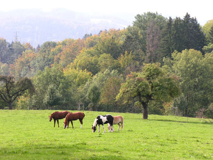 Die kleine Herde genisesst die Herbstsonne im Oktober Die kleine Herde genisesst die Herbstsonne im Oktober