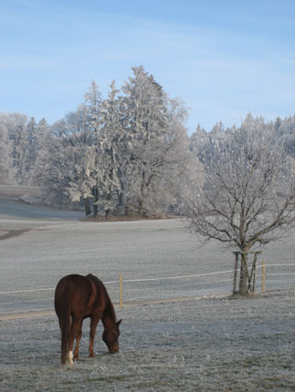 Rasco bei Raureif im Januar Rasco bei Raureif im Januar