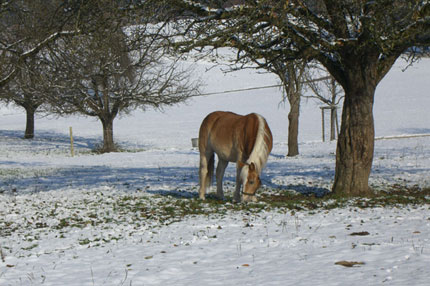 Shiro im Schnee Shiro im Schnee