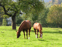 Timely und Rasco geniessen die grosse Weide