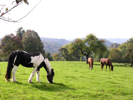 Zahira, Timely und Rasco Zahira, Timely und Rasco
