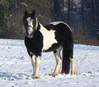 Zahira im esten Schnee Zahira im esten Schnee